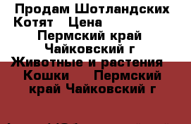 Продам Шотландских Котят › Цена ­ 2000-2500 - Пермский край, Чайковский г. Животные и растения » Кошки   . Пермский край,Чайковский г.